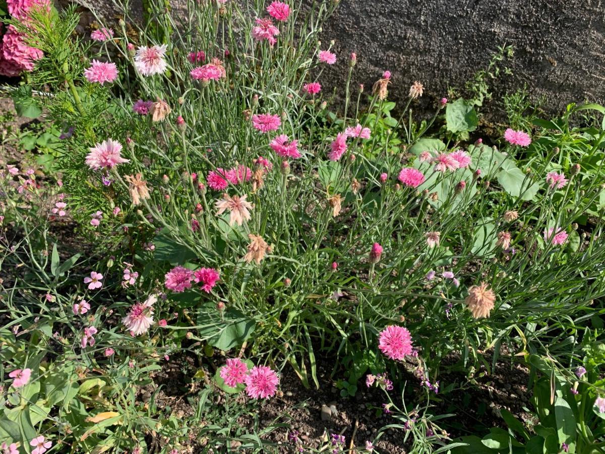 לור Les Jardins D'Elise, Calme Et Verdure A Lure מראה חיצוני תמונה