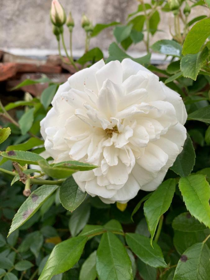 לור Les Jardins D'Elise, Calme Et Verdure A Lure מראה חיצוני תמונה