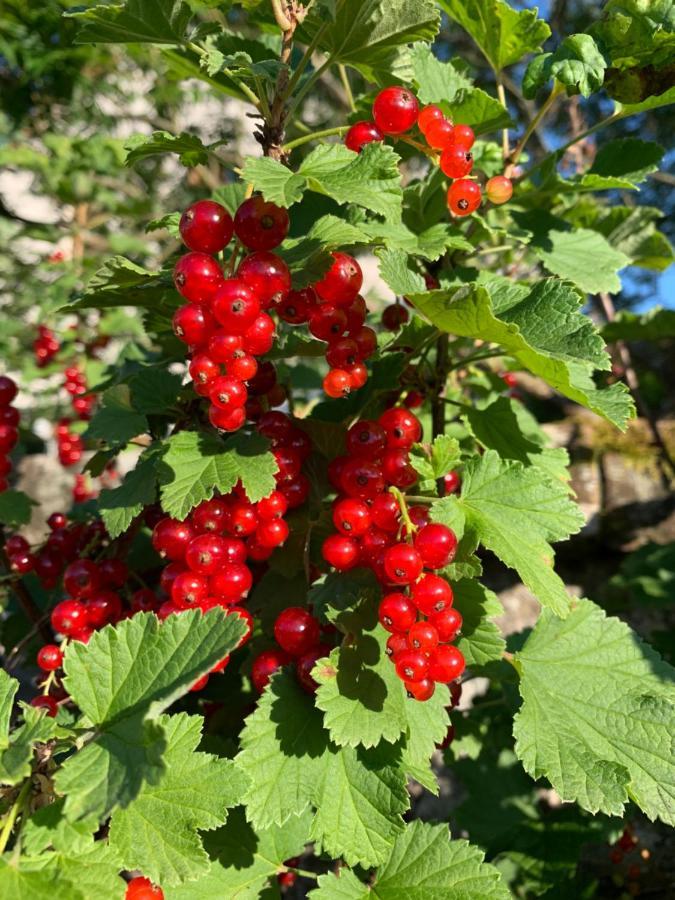 לור Les Jardins D'Elise, Calme Et Verdure A Lure מראה חיצוני תמונה
