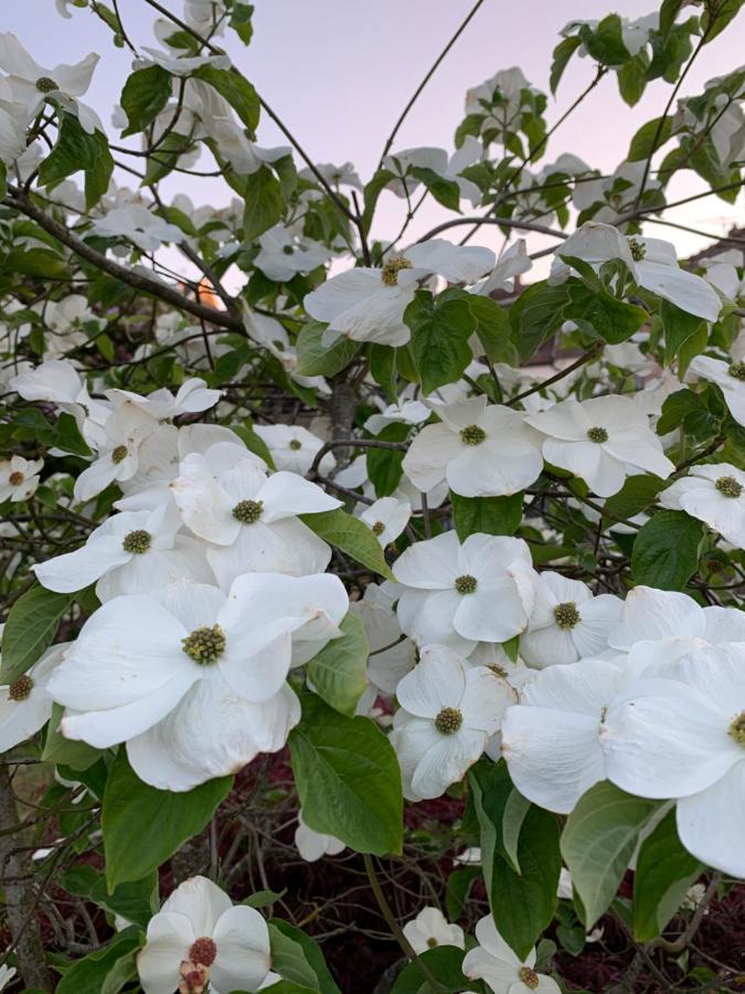 לור Les Jardins D'Elise, Calme Et Verdure A Lure מראה חיצוני תמונה