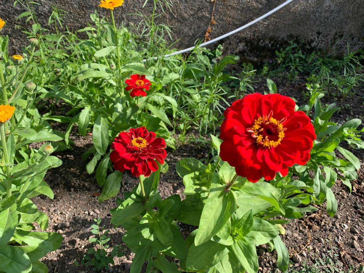 לור Les Jardins D'Elise, Calme Et Verdure A Lure מראה חיצוני תמונה